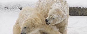 Preview wallpaper polar bears, snow, winter, bears