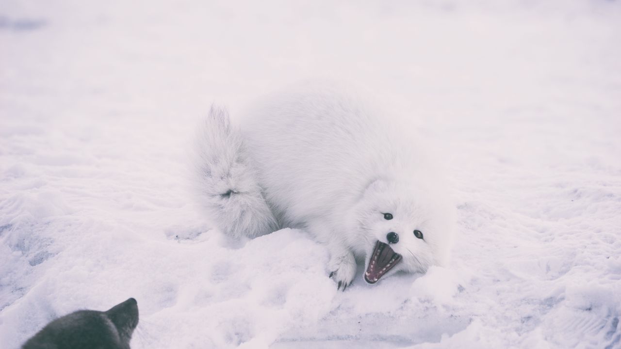 Wallpaper polar fox, arctic fox, playful, snow
