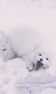 Preview wallpaper polar fox, arctic fox, playful, snow