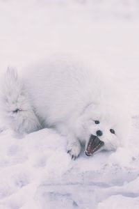 Preview wallpaper polar fox, arctic fox, playful, snow