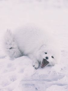 Preview wallpaper polar fox, arctic fox, playful, snow