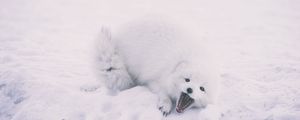 Preview wallpaper polar fox, arctic fox, playful, snow