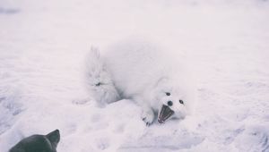 Preview wallpaper polar fox, arctic fox, playful, snow