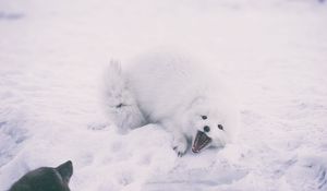 Preview wallpaper polar fox, arctic fox, playful, snow