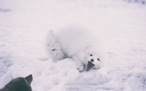 Preview wallpaper polar fox, arctic fox, playful, snow