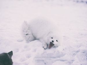 Preview wallpaper polar fox, arctic fox, playful, snow