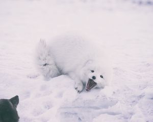 Preview wallpaper polar fox, arctic fox, playful, snow