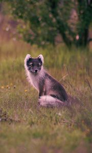 Preview wallpaper polar fox, arctic fox, sits, grass