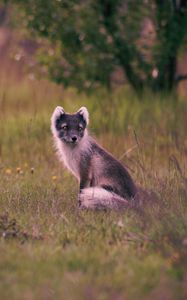 Preview wallpaper polar fox, arctic fox, sits, grass