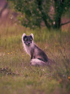 Preview wallpaper polar fox, arctic fox, sits, grass