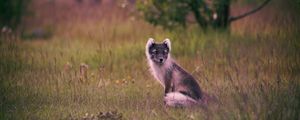 Preview wallpaper polar fox, arctic fox, sits, grass