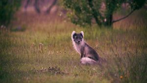 Preview wallpaper polar fox, arctic fox, sits, grass