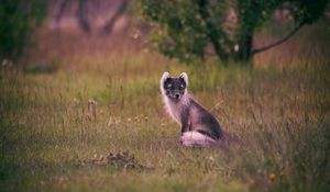 Preview wallpaper polar fox, arctic fox, sits, grass