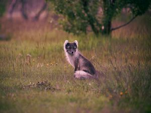 Preview wallpaper polar fox, arctic fox, sits, grass