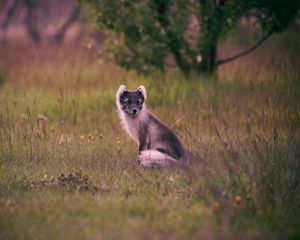 Preview wallpaper polar fox, arctic fox, sits, grass