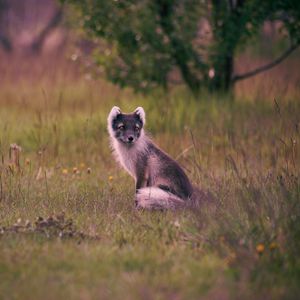 Preview wallpaper polar fox, arctic fox, sits, grass