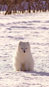 Preview wallpaper polar fox, arctic fox, snow