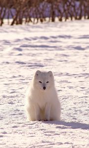 Preview wallpaper polar fox, arctic fox, snow