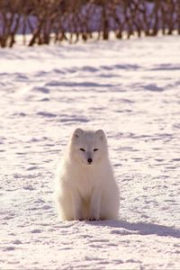 Preview wallpaper polar fox, arctic fox, snow