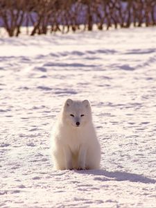 Preview wallpaper polar fox, arctic fox, snow