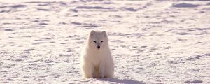 Preview wallpaper polar fox, arctic fox, snow