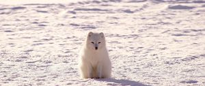 Preview wallpaper polar fox, arctic fox, snow