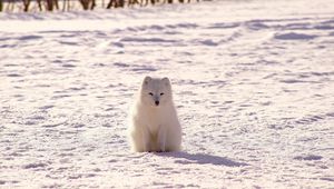 Preview wallpaper polar fox, arctic fox, snow