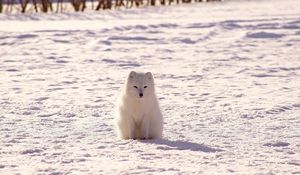 Preview wallpaper polar fox, arctic fox, snow