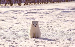 Preview wallpaper polar fox, arctic fox, snow