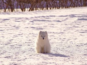 Preview wallpaper polar fox, arctic fox, snow