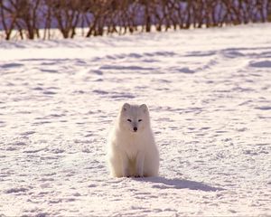 Preview wallpaper polar fox, arctic fox, snow