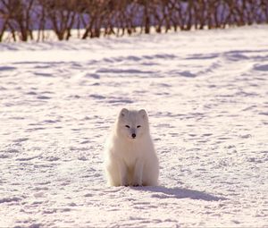 Preview wallpaper polar fox, arctic fox, snow