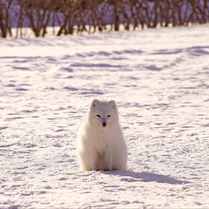 Preview wallpaper polar fox, arctic fox, snow