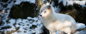 Preview wallpaper polar fox, arctic fox, white, fox