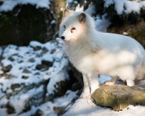 Preview wallpaper polar fox, arctic fox, white, fox