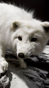 Preview wallpaper polar fox, face, eyes