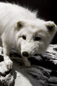 Preview wallpaper polar fox, face, eyes