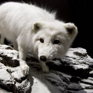 Preview wallpaper polar fox, face, eyes