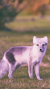 Preview wallpaper polar fox, grass, walk