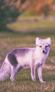 Preview wallpaper polar fox, grass, walk