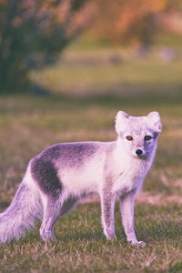 Preview wallpaper polar fox, grass, walk