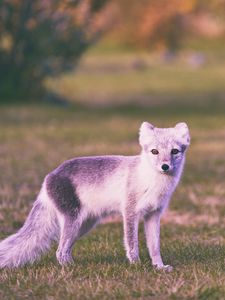 Preview wallpaper polar fox, grass, walk