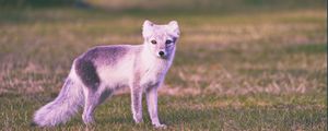 Preview wallpaper polar fox, grass, walk