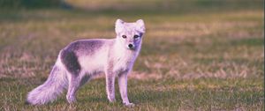 Preview wallpaper polar fox, grass, walk