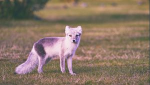 Preview wallpaper polar fox, grass, walk