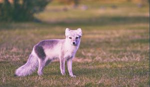 Preview wallpaper polar fox, grass, walk