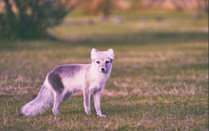 Preview wallpaper polar fox, grass, walk