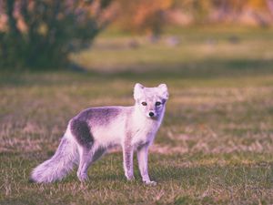 Preview wallpaper polar fox, grass, walk