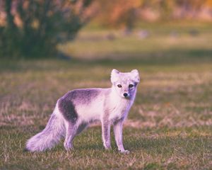 Preview wallpaper polar fox, grass, walk