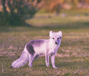 Preview wallpaper polar fox, grass, walk